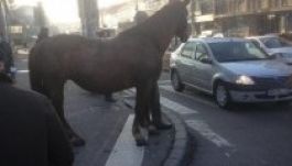 Ló kelt át a jelzőlámpánál Kolozsváron