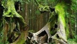 Ismét a Hója-erdővel riogatják a külföldieket