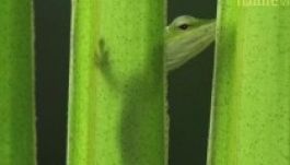 A tudomány igenis lehet cuki (VIDEÓ)