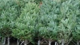 Közel 1000 karácsonyfát kobozott el a háromszéki rendőrség