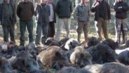 Szombaton kezdődik Ţiriac birtokán a bályoki vadászorgia