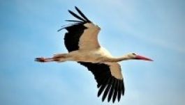 Dél-Afrikáig jutott vándorútján egy jeladós „magyar” fehér gólya