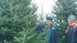 Menő a normann fenyőfa idén