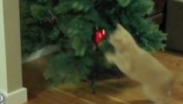 Így küzdenek meg a macskák a karácsonyfákkal (VIDEÓ)