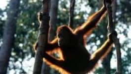 Bírósági döntés: egy orángutánnak is joga van a szabadsághoz