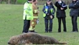 Egy mező közepén találtak rá egy fókára Angliában (VIDEÓ)