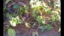 Kinyílt az ibolya karácsonykor Magyarországon (FOTÓ)