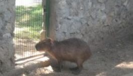 Fogadj örökbe egy lakót a Nagyváradi Állatkertből!