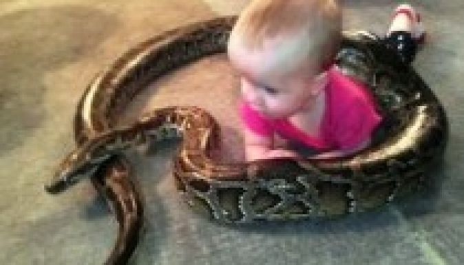 Az idei év egyik első vírusvideója: kisbabával játszik a négyméteres piton