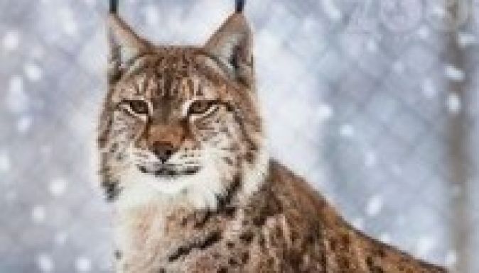 Jól érzik magukat a nagyváradi állatkert lakói a fagyban