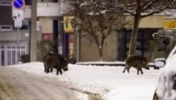 Beszaladt Budapestre két vaddisznó várost nézni