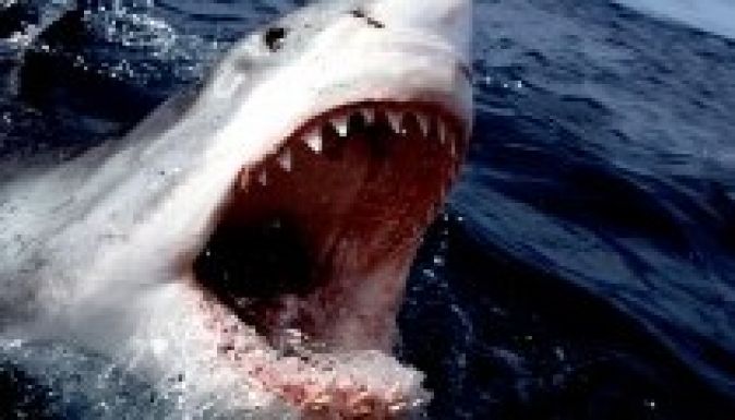 Ötméteres fehér cápa ólálkodik az ausztrál parti vizekben