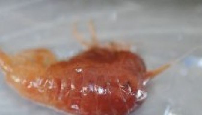 Halakat talált egy robot az Antarktisz jege alatt (VIDEÓ)