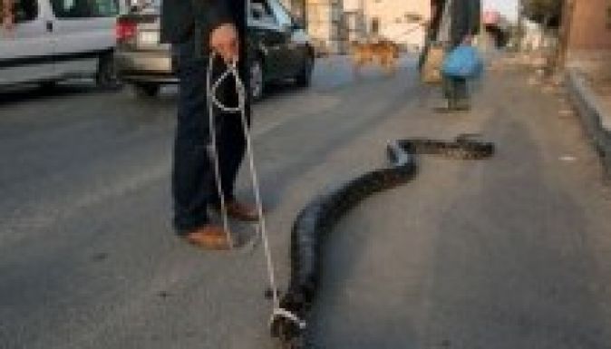 167 millió éve vannak kígyók a Földön