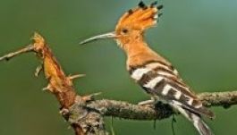 A búbos banka lett idén az év madara