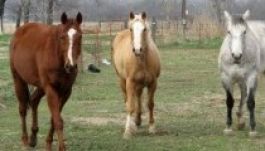 A lovaknak is kell útlevél