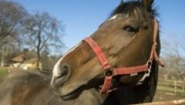 Hamarosan világra jönnek Overdose első csikói