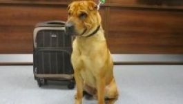 Torokszorongató kép terjed a neten erről a kutyáról