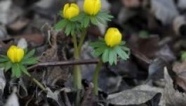 Miközben Erdélyben fagyoskodunk, a szomszédban 15 fokos meleg lesz