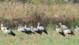 Megölték az összes gólyát és 23 kacsát a rostocki állatkertben