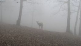 Az átlagosnál melegebb idő lesz január végéig