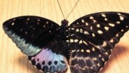 Félig hím, félig nőstény pillangót fedeztek fel