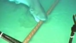 Cápák veszélyeztetik a világ internethozzáférését (VIDEÓ)