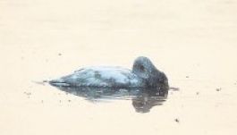 Bánatában öngyilkos lett egy anyját elvesztő hattyú