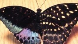 Balról hím, jobbról nőstény pillangó született