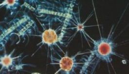 A világ legkisebb élőlénye az űrből is látszik