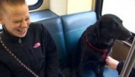 Gazdája nélkül buszozik a parkba egy kutya (VIDEÓ)