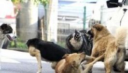 Kísérletezés és zoofília várt a külföldön örökbefogadott kutyákra