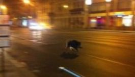 Vaddisznópár vágtat a budapesti Szent István Bazilikánál (VIDEÓ)