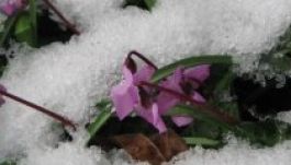 Enyhe lesz az idő Erdélyben január végéig