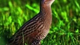 Székelyföldön nyújtanának védelmet a haris madárnak