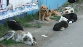 Kutyatulajdonosok ezrei számíthatnak bírságra