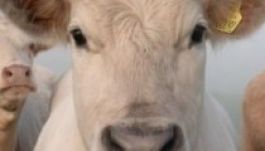 Karantént rendeltek el Rétyen kergemarhakór miatt