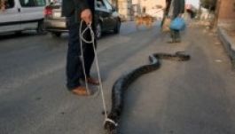 167 millió éve vannak kígyók a Földön