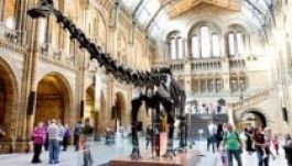 Nyugdíjba megy a londoni Természettudományi Múzeum híres dinója