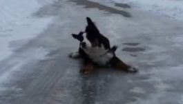 Két kutya az amerikai hóvihar hőse (VIDEÓ)