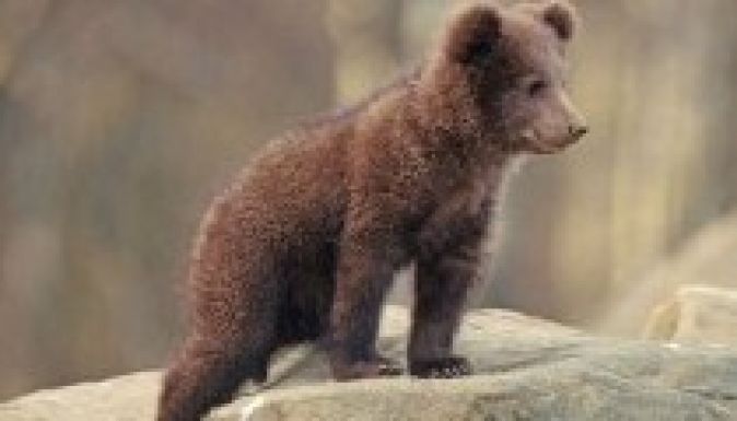 Fogadj örökbe egy magyar barnamedvét