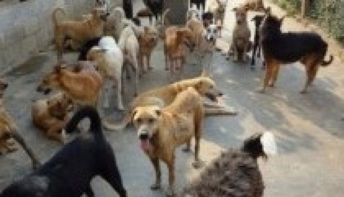 Kutyafalka tépett szét egy kolozsvárit