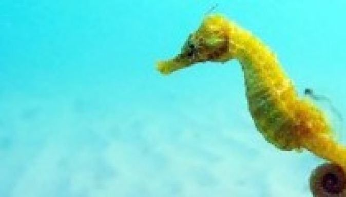 Csaknem húszezer csikóhalat foglaltak le egy párizsi repülőtéren