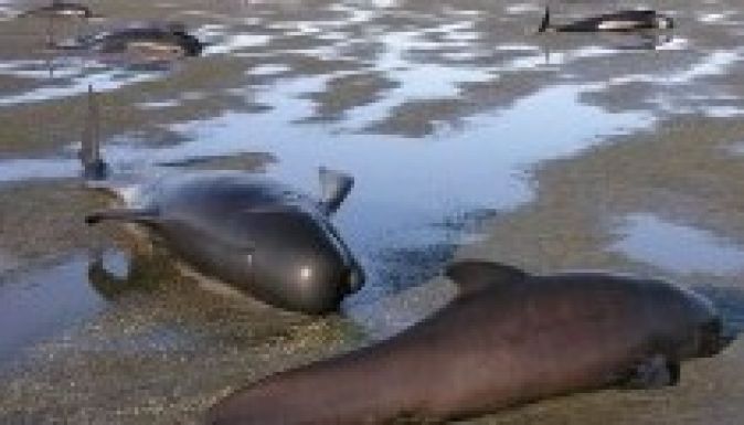 Másfélszáz delfin vetődött partra Új-Zélandon