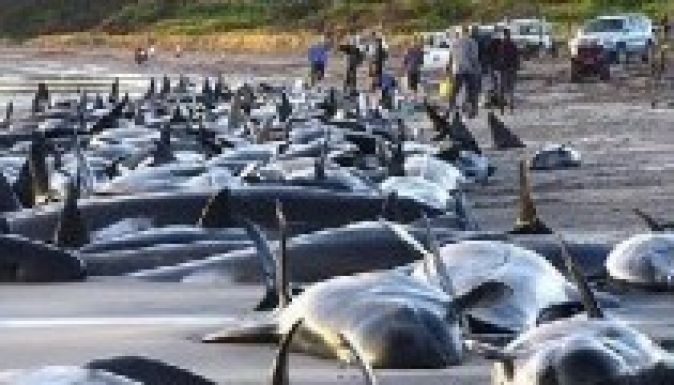 Delfinterelő önkénteseket keresnek Új-Zélandon