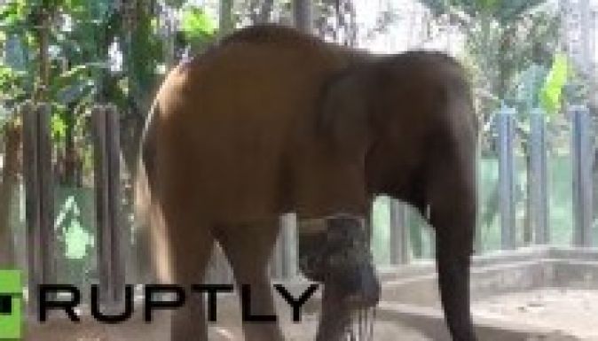 Művégtaggal segítettek a háromlábú elefánton (VIDEÓ)