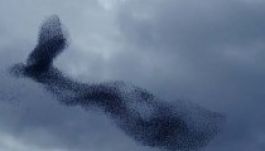 Csodálatos formákat rajzolnak ki a seregélyek (VIDEÓ)