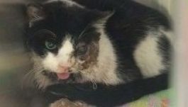 Kiásta magát a sírjából egy halottnak hitt macska