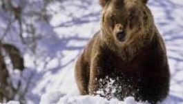 Hosszú telet jósolt a medve is, a mormota is