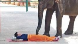 Az elefántmasszázs lett az új divat Thaiföldön